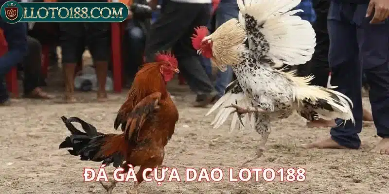 Đá gà Loto188 đặt cược nhanh trúng thưởng lớn